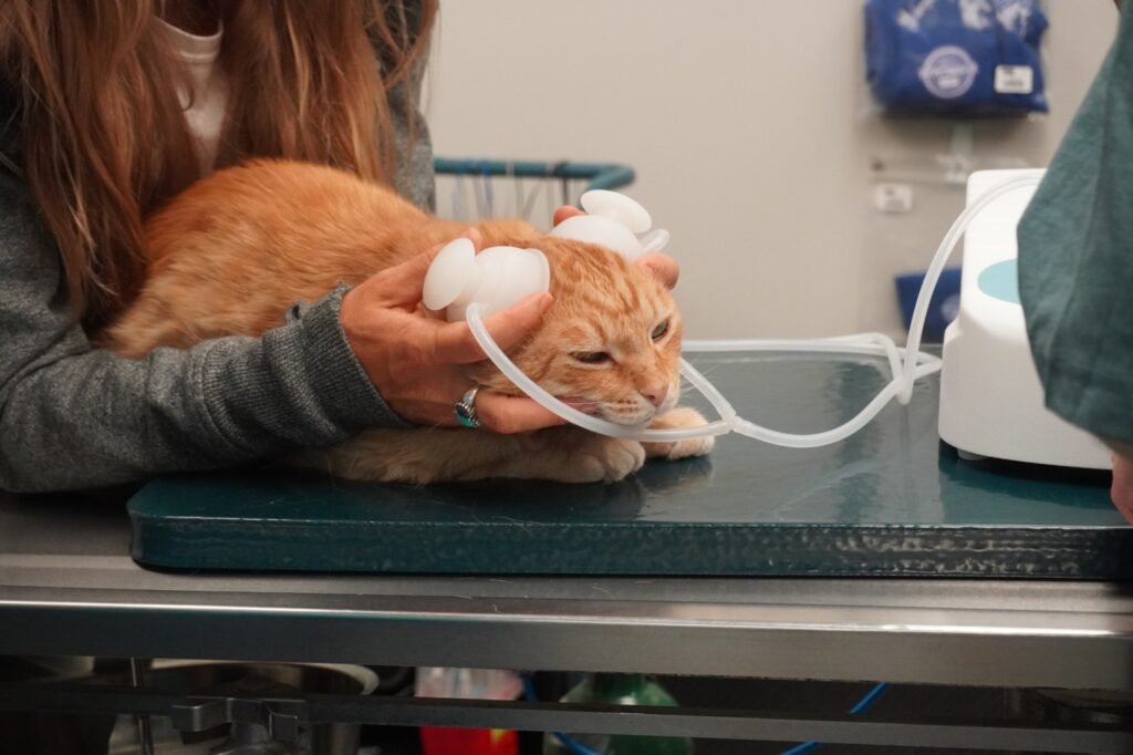 Veterinary ozone therapy center in Andheri West