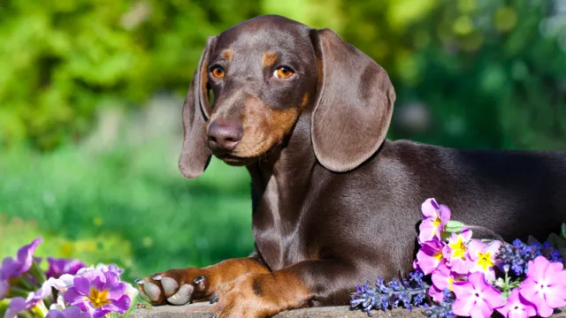 Natural stress relief for pets in Andheri