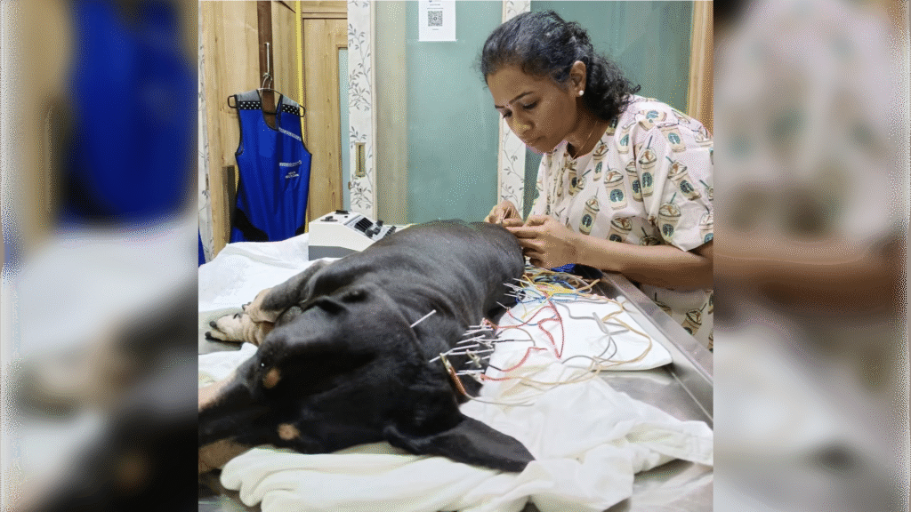 Acupuncture for pets in Andheri