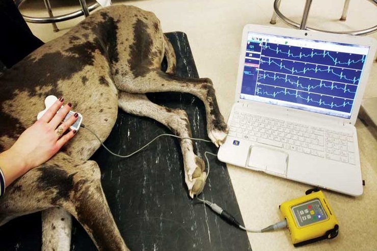 Pet ECG in Andheri West
