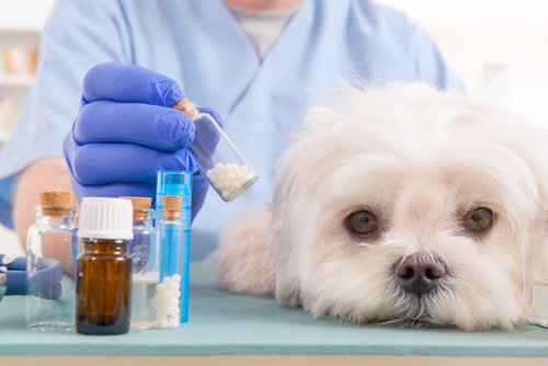 Top Homeopathic vet clinic in Andheri